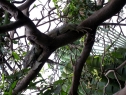 iguana curiosa