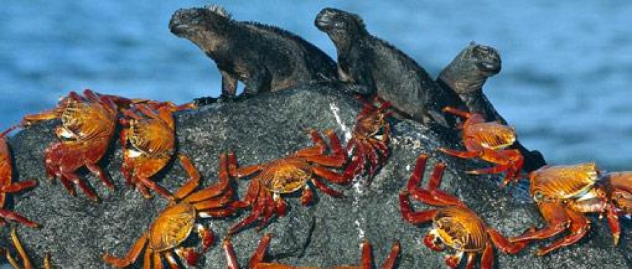 galapagos