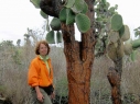 albero o cactus?
