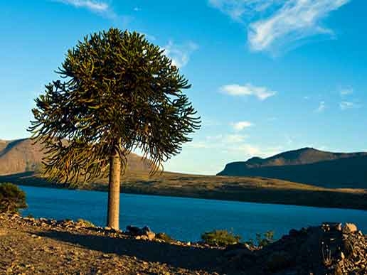 araucaria patagonia