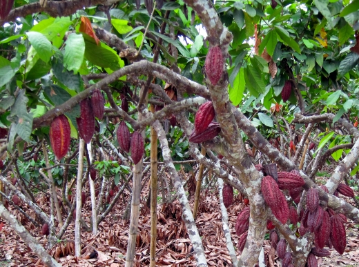 cacao repdominicana mariella moresco viaggi america latina