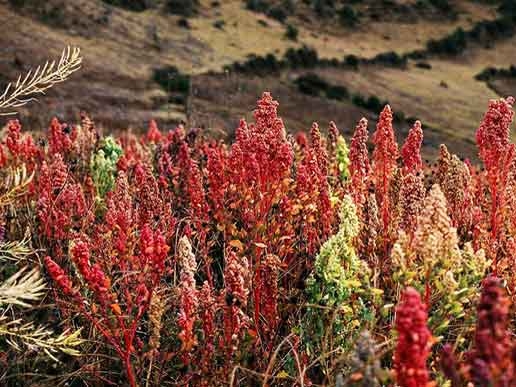 quinoa - quinua