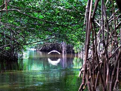 manglares viaggiinamericalatina.it