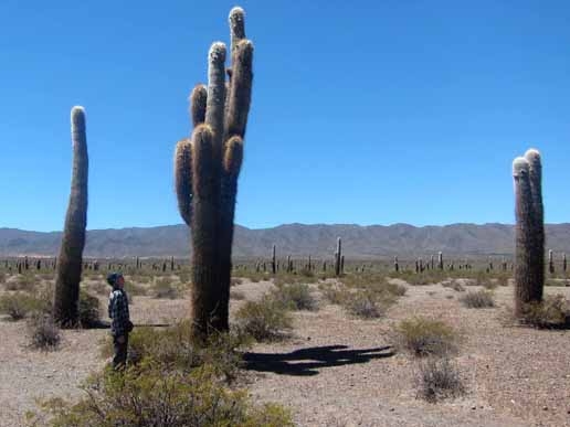 parque cardones