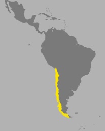 Cile