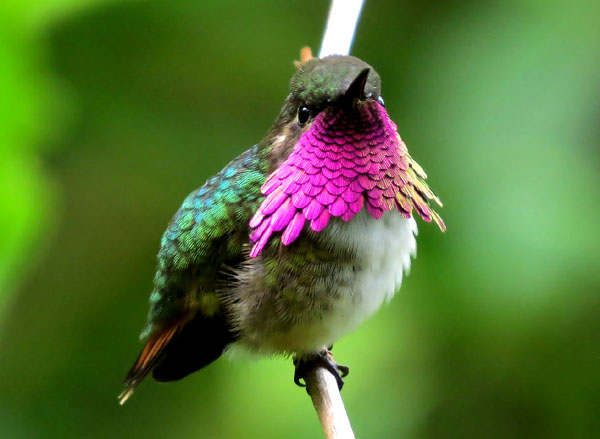 Uccelli Rari Del Paradiso